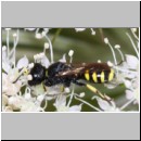 Ectemnius lapidarius - Grabwespe w10b 8mm - OS-Hellern Waldwiese det.jpg